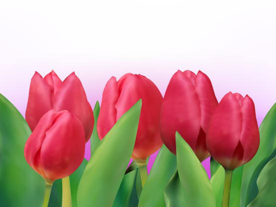 Bright tulips 01 - vector 
