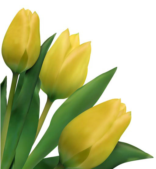 Bright tulips 03-- vector material