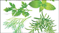 Herbal leaves 05-- vector material