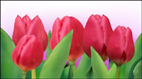 Bright tulips 01 - vector 
