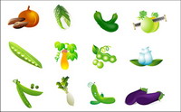 Vegetable Vector - cabbage, sweet potato, eggplant and beans radish