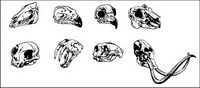 Go Media produced vector material - animal skull