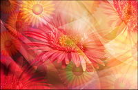 Super ultra-clear theme flower-4