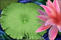 Lotus and water