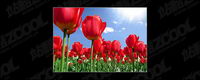 Tulip garden picture material