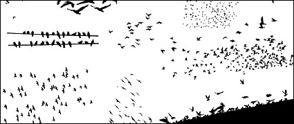 Go Media produced vector material - Birds in Pictures